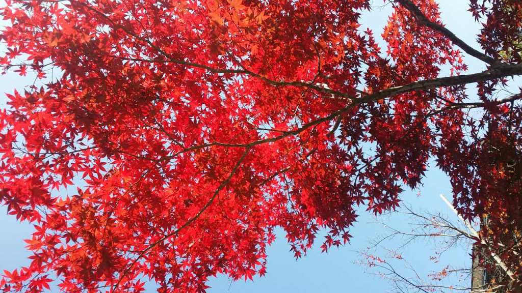 ������Ȧ(�й�����)-Ϊdu����